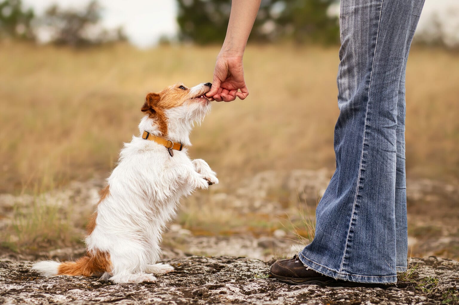 Are Freeze-Dried Liver Treats Bad For Dogs