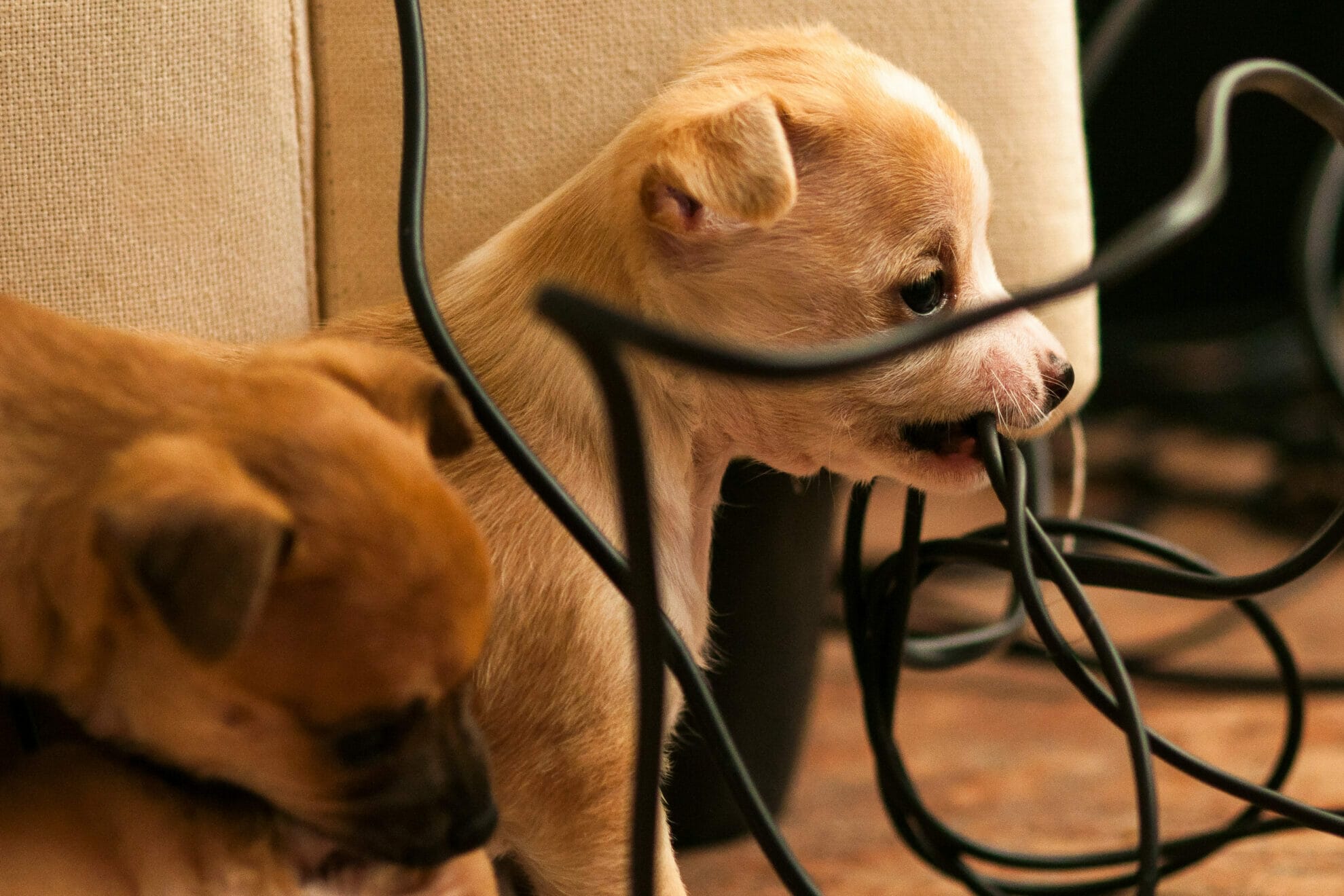 5 Best Cord Protectors For Dogs (Best Options In 2024!)
