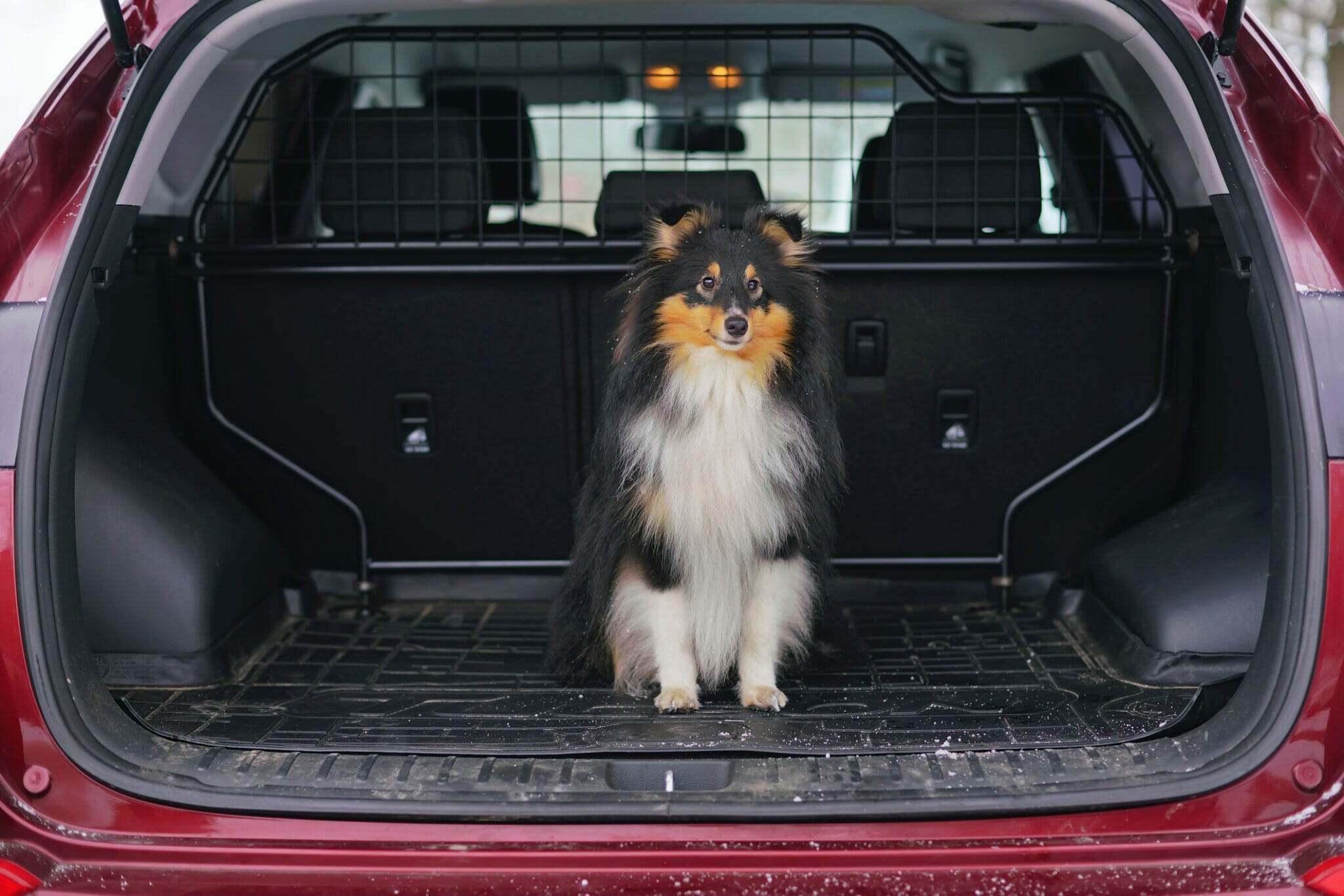 Best Cargo Liner For Dogs