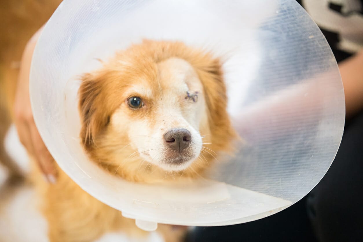Best dog cone for eye surgery