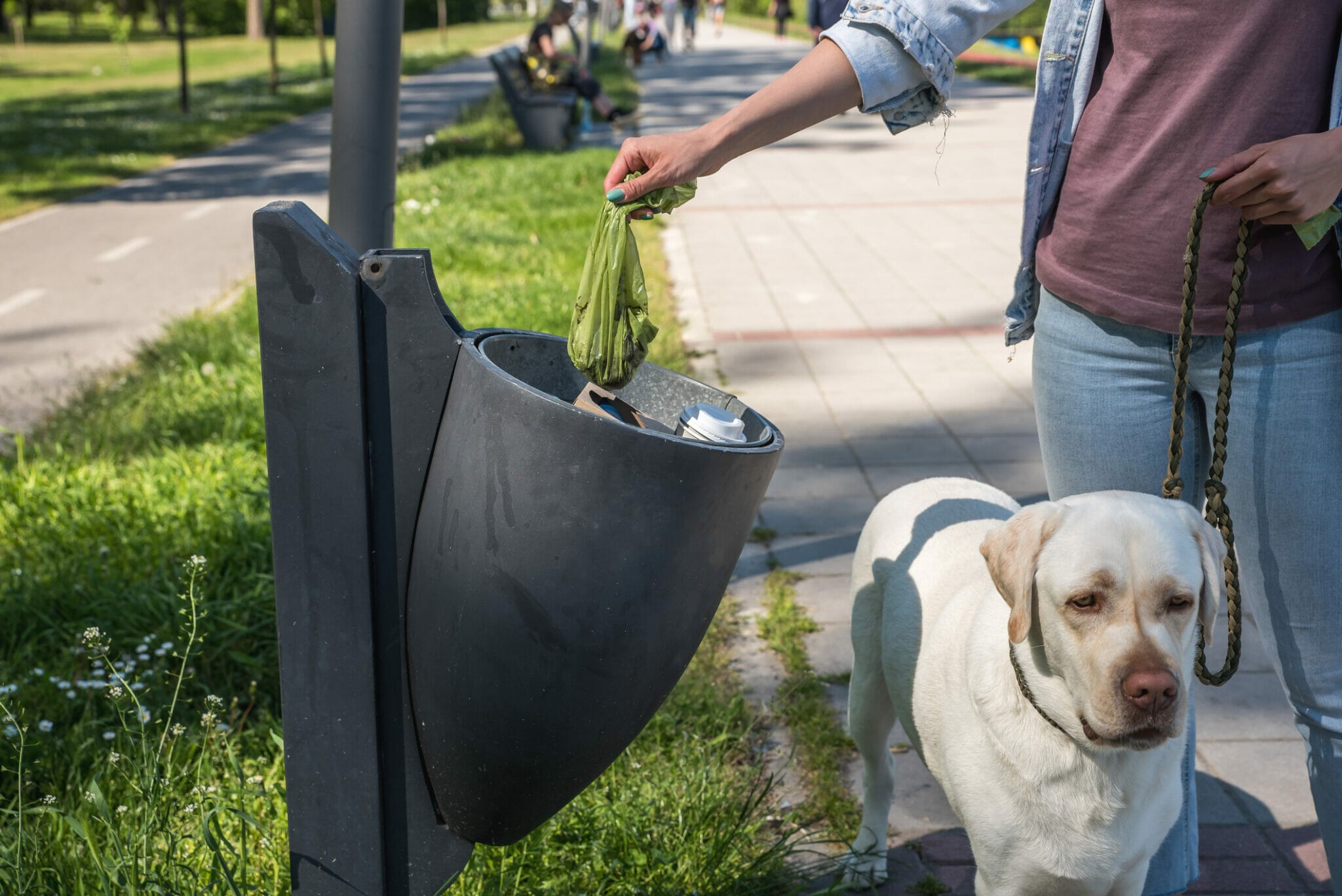 Dog Poop Turns White When It Dries