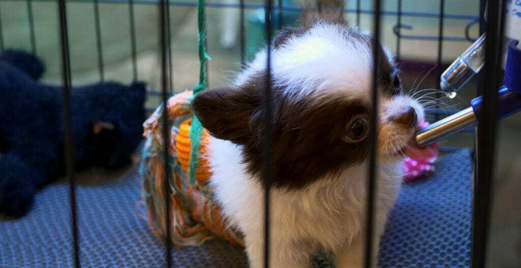 White young puppy with black spots on its muzzle drinks from auto drinker in cage. Two cute little dogs in cage in shelter, one puppy drinks from auto drinker, second puppy actively plays with toys.