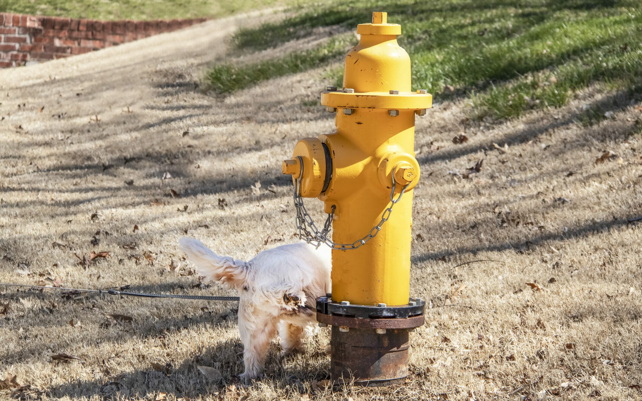 6 Dog Pee Post Ideas Designated Dog Pee Spots