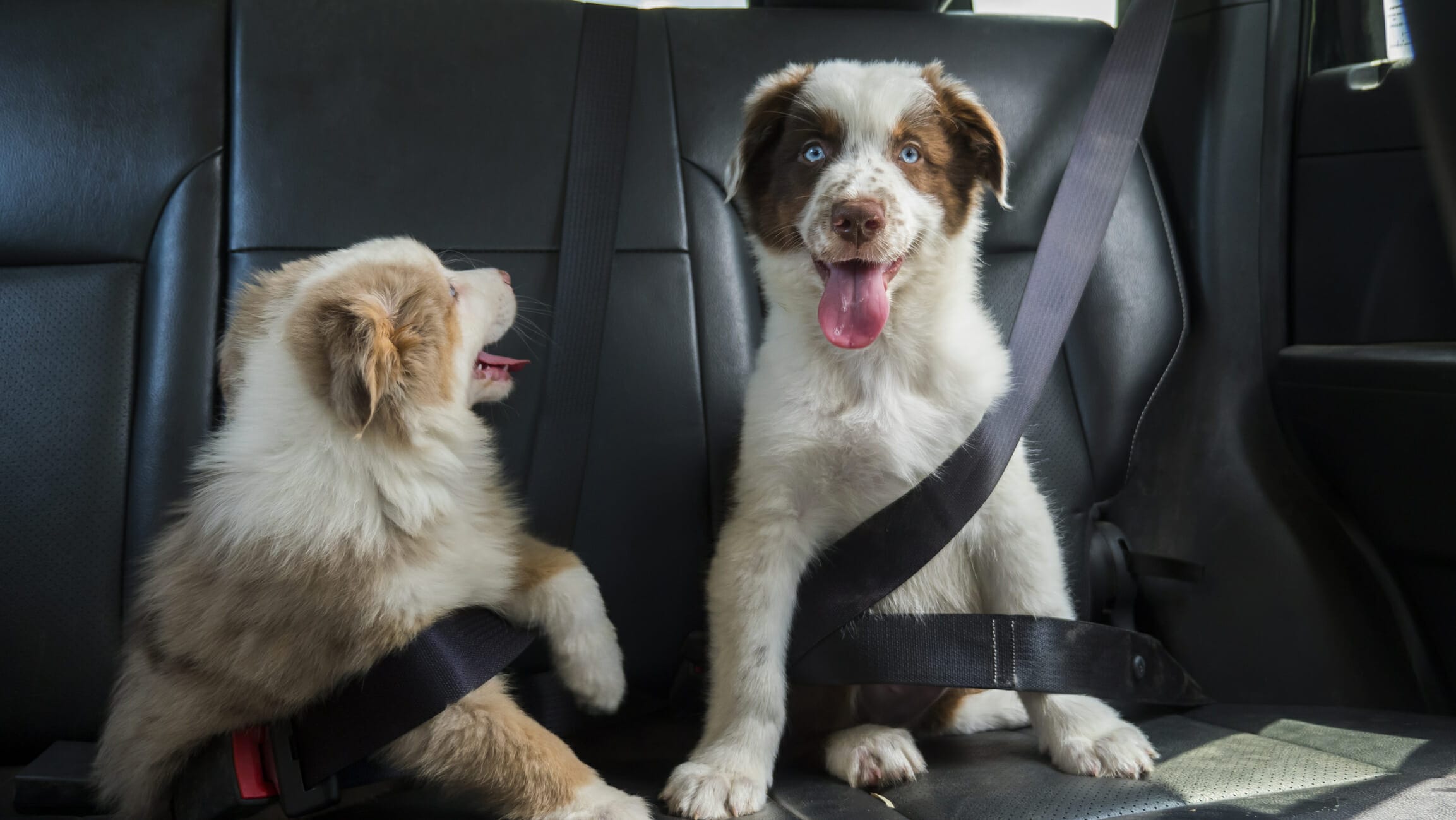 Do Car Rides Tire Dogs Out? + Do's And Don'ts Of A Car Ride