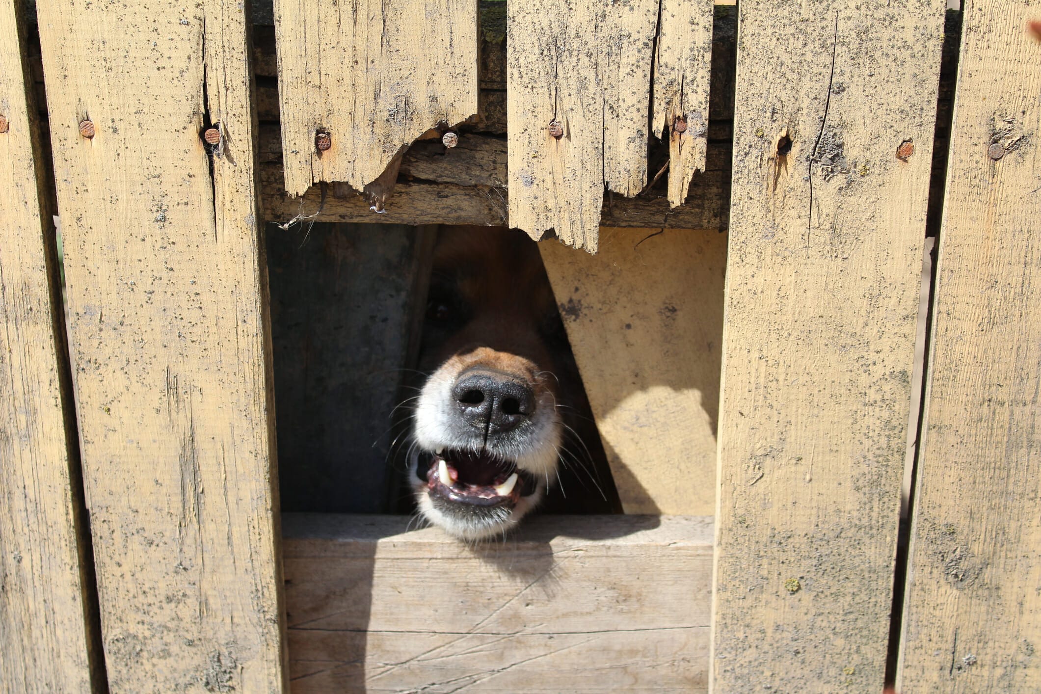How To Block Dogs View Through Fence Stop Unwanted Barking