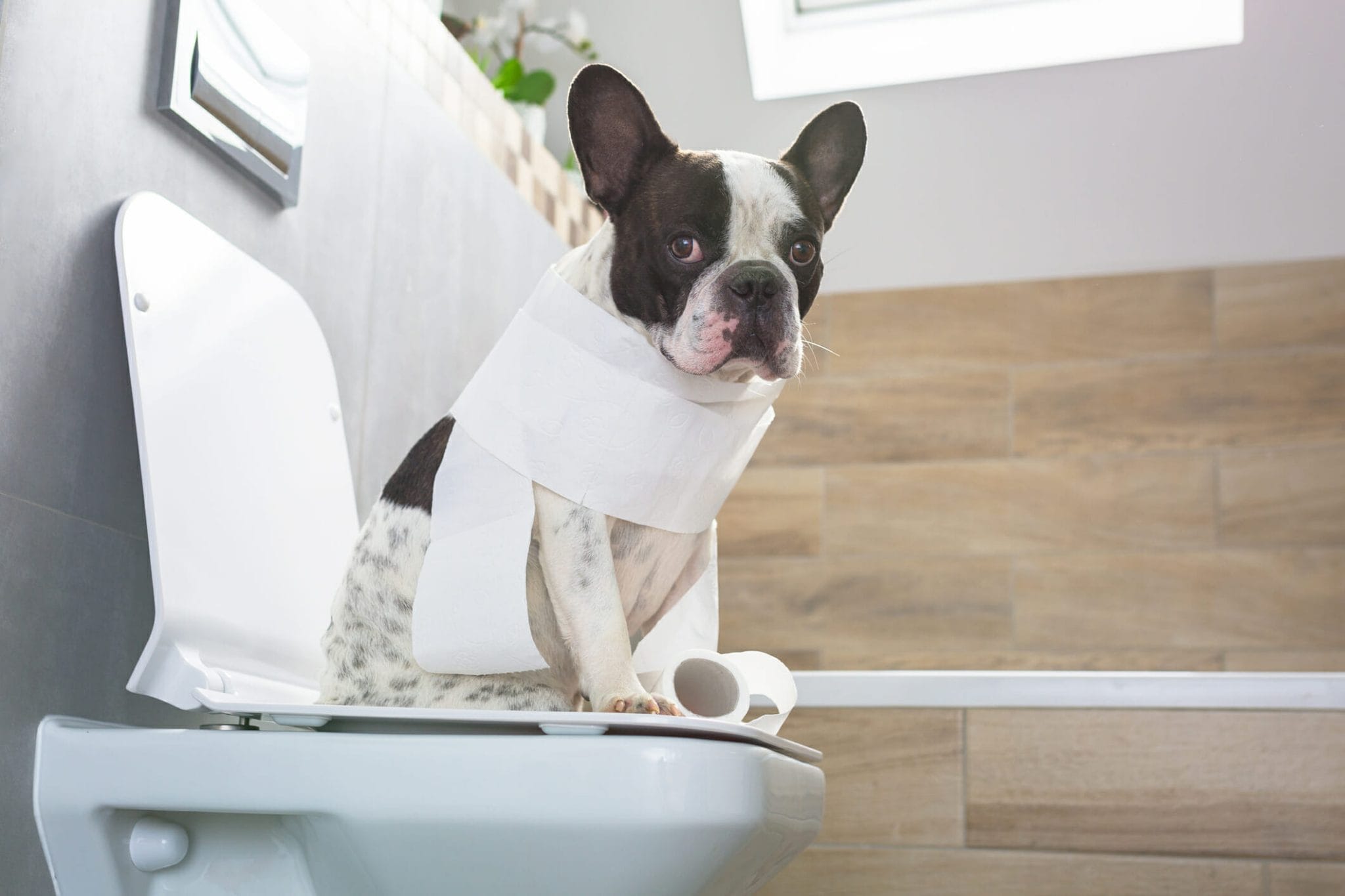 Can You Flush Dog Poop Down The Toilet