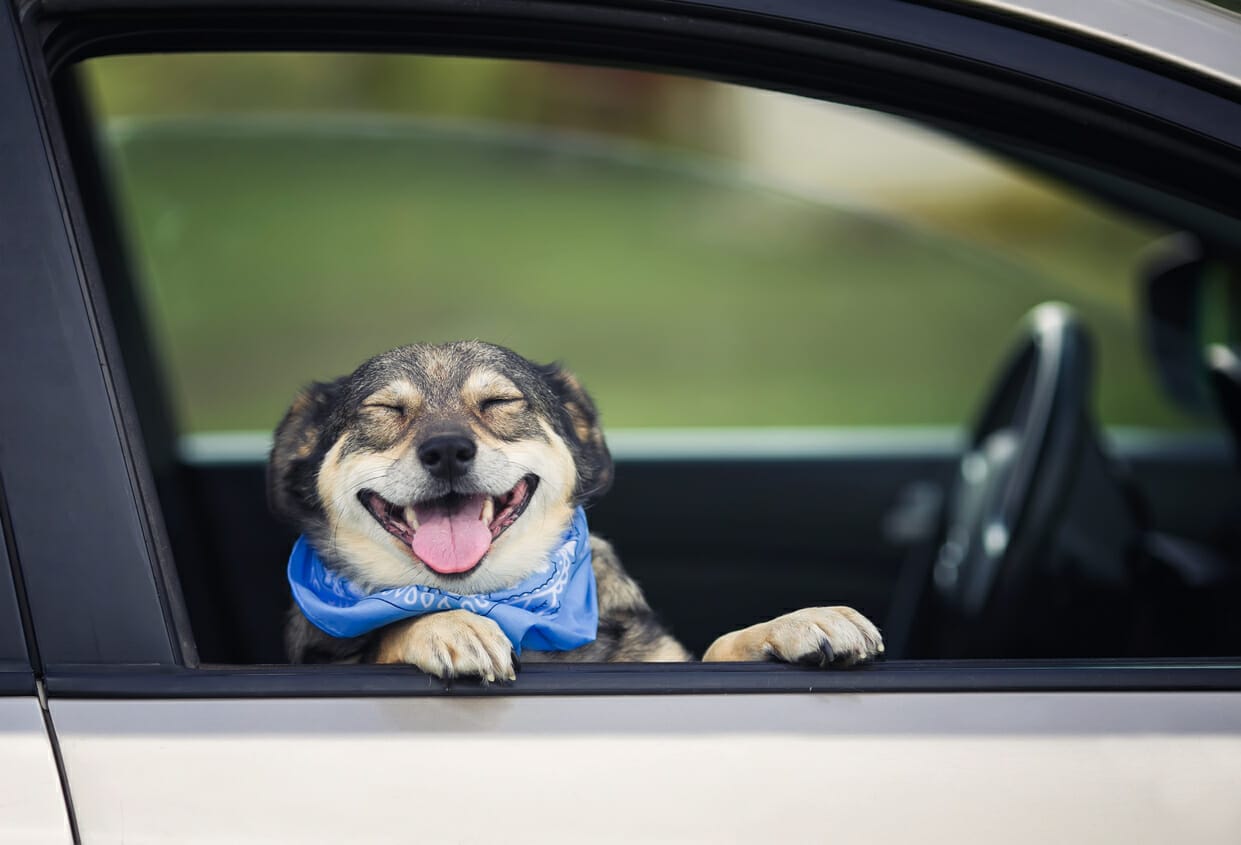 Dog poops in car