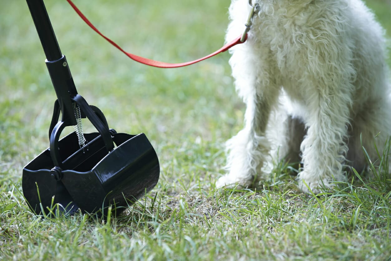 How to get rid of dog poop in yard