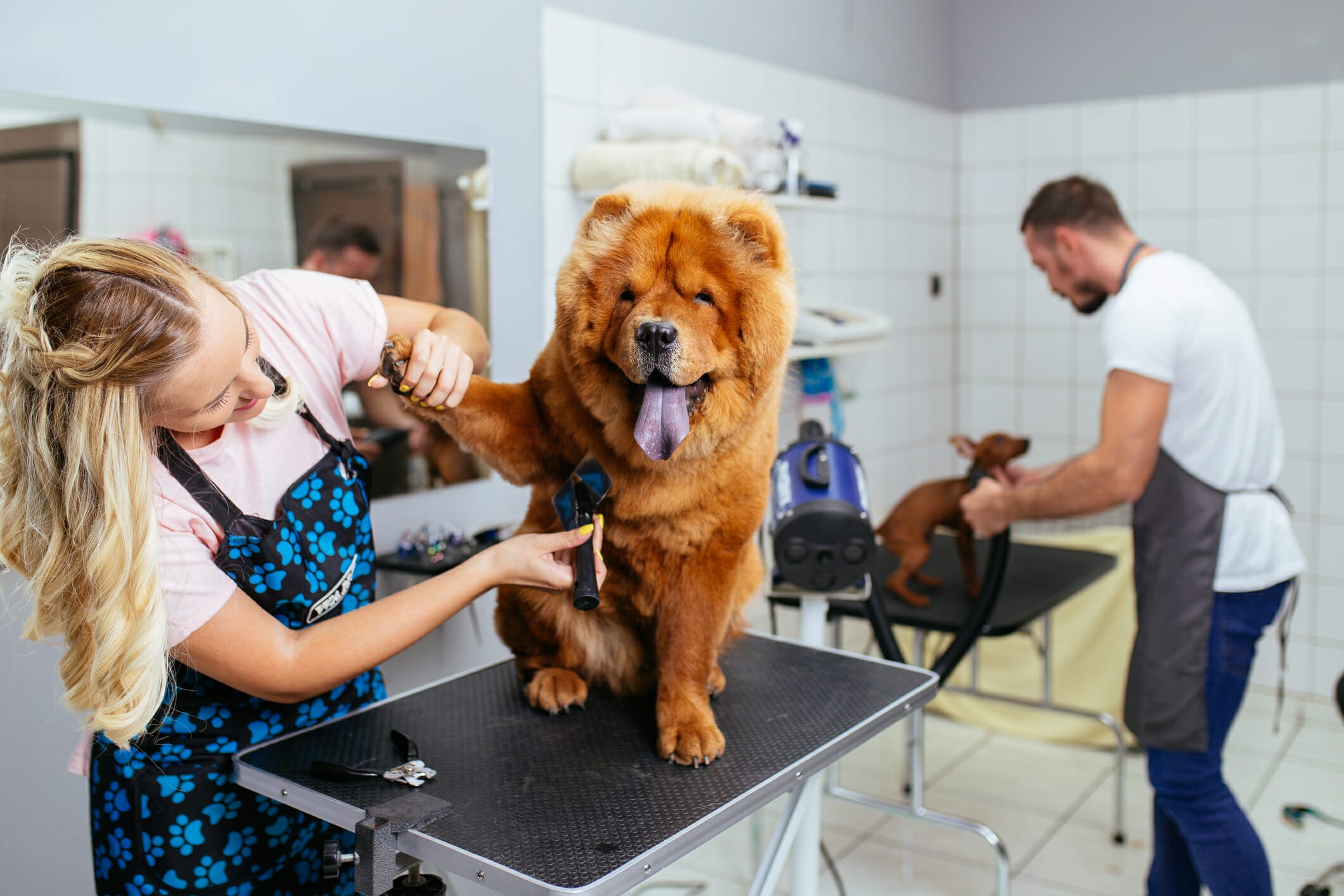 Do Groomers Express Glands And Is It Different Than A Vet?