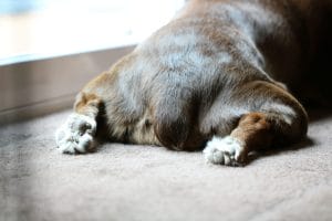 How To Help Dog Express Glands Naturally