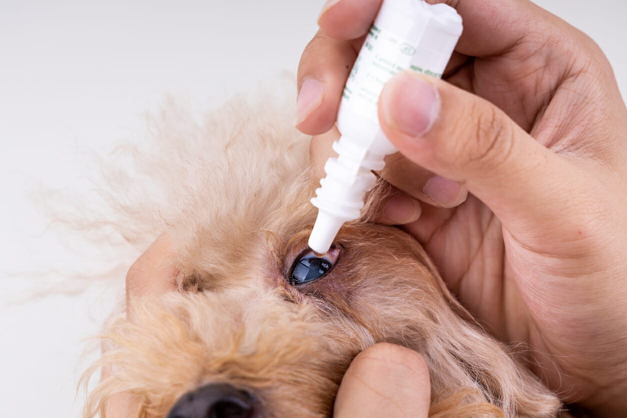 Eye Drops For Dogs With Cataracts