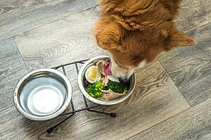 Fattening up your dog with homemade weight gainer for dogs