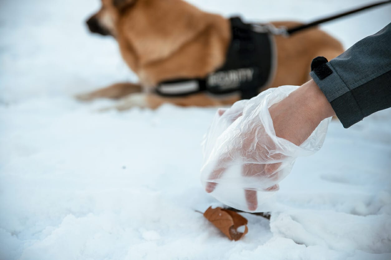 Best Poop Gloves for Dogs