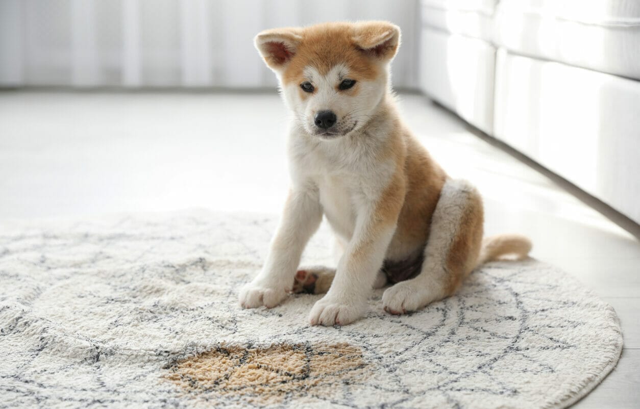 Can you get sick by breathing dog urine/feces?