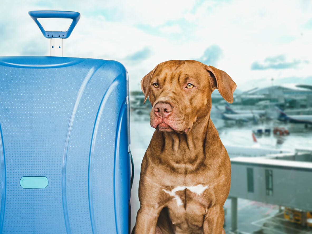 6 Airlines That Allow Large Dogs In Cabins (Flying Together With Your Pet)