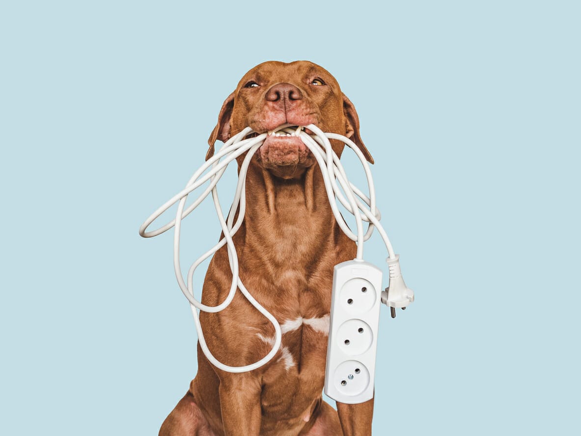 Dangers of Electrical Cords and Dogs: Symptoms, Treatment and Prevention