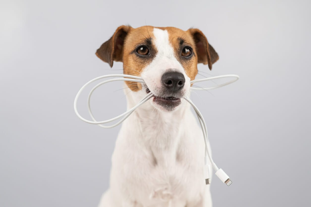 Why Do Dogs Chew on Electrical Cords