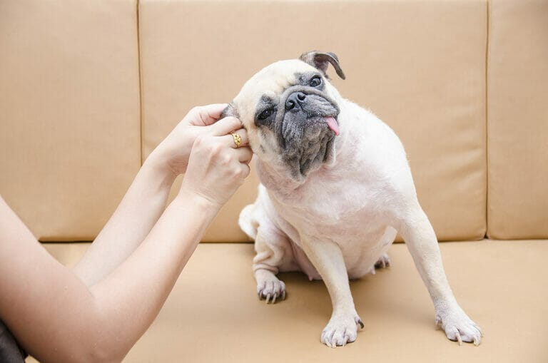 What Dog Breeds Need Ear Plucking