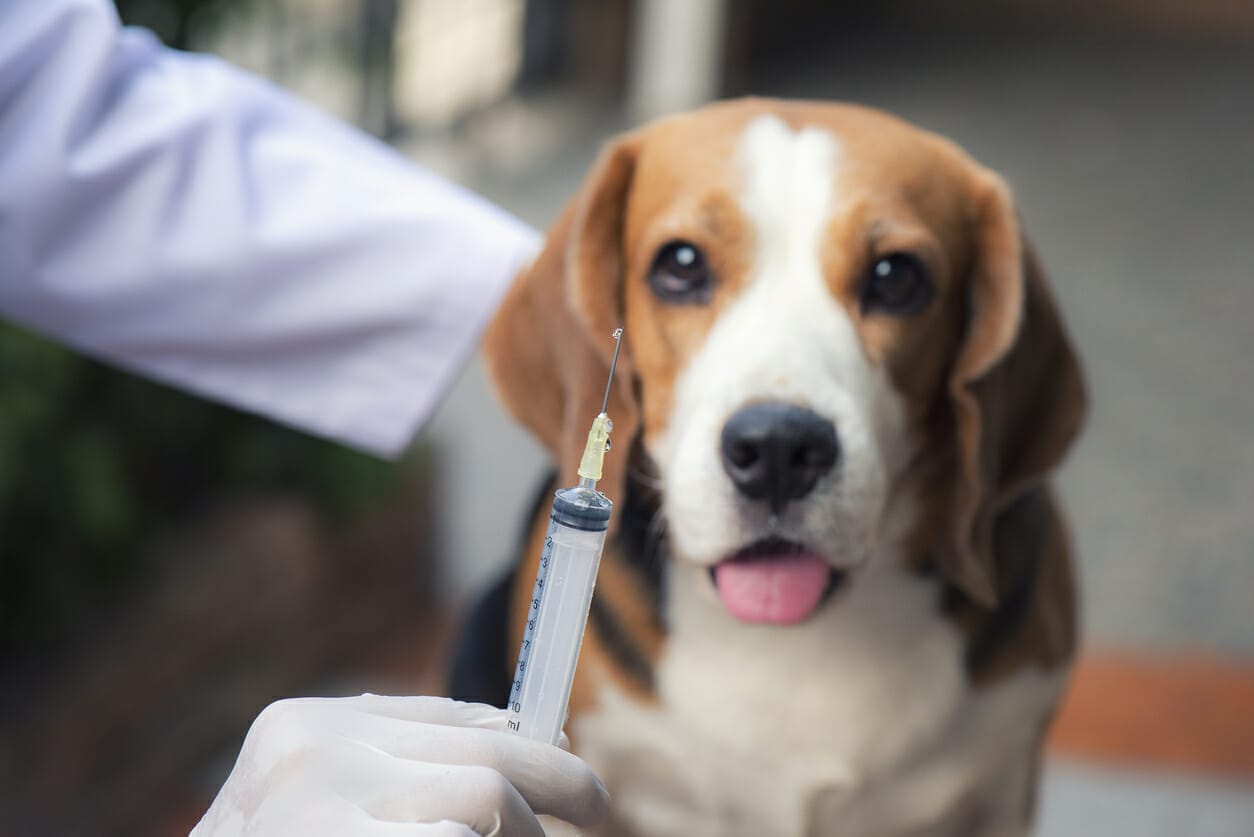 Pros and Cons of Rattlesnake Vaccine for Dogs