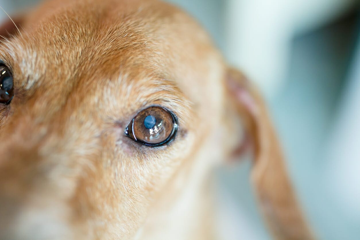 Can Dogs Live a Good Life With Cataracts