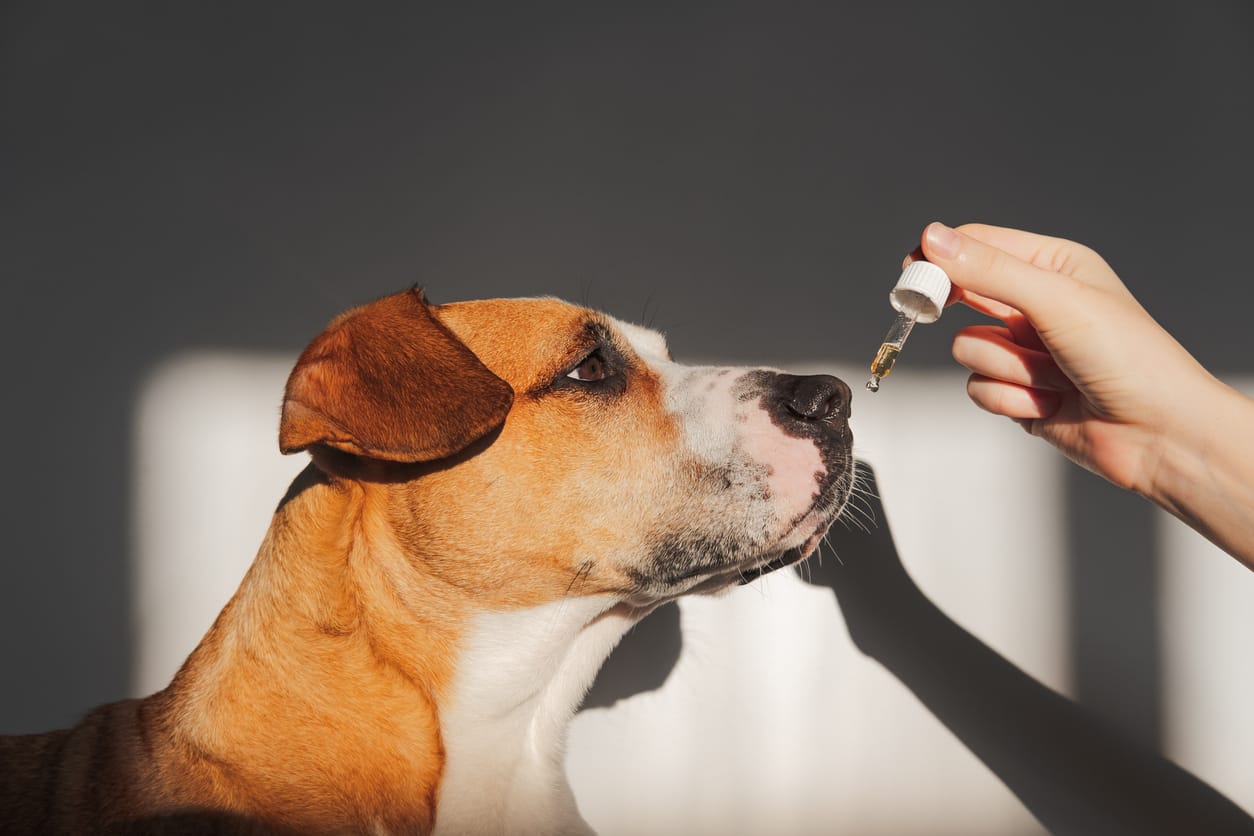 What essential oils are safe for dogs