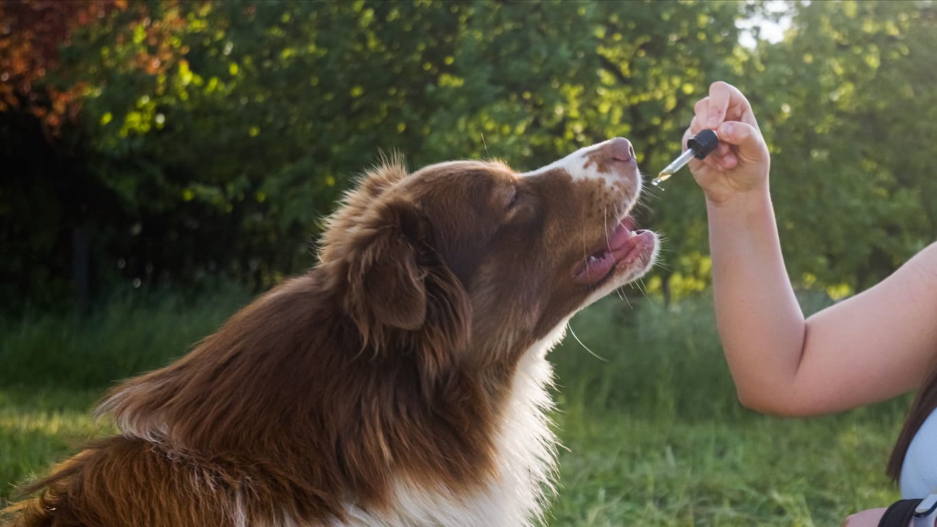 Essential Oil Benefits For Dog Health