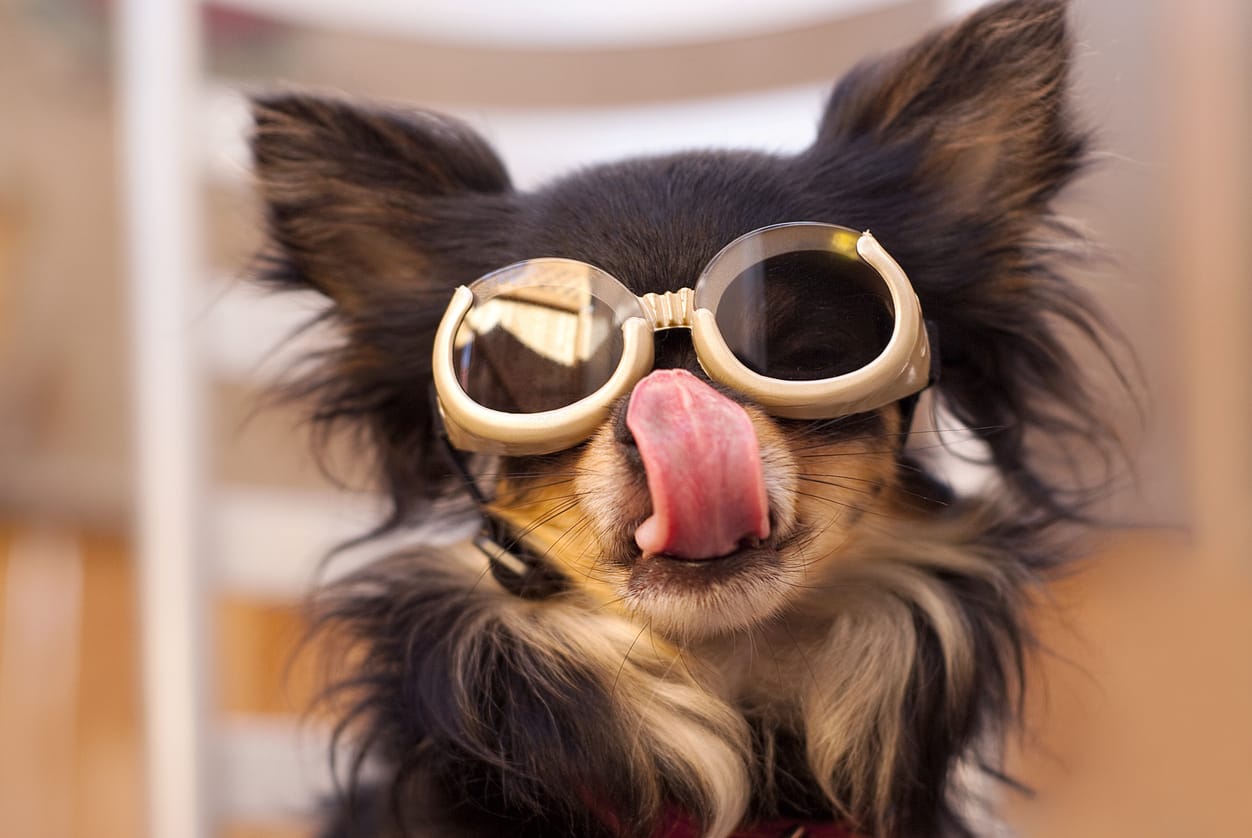 Glasses for Dogs With Cataracts