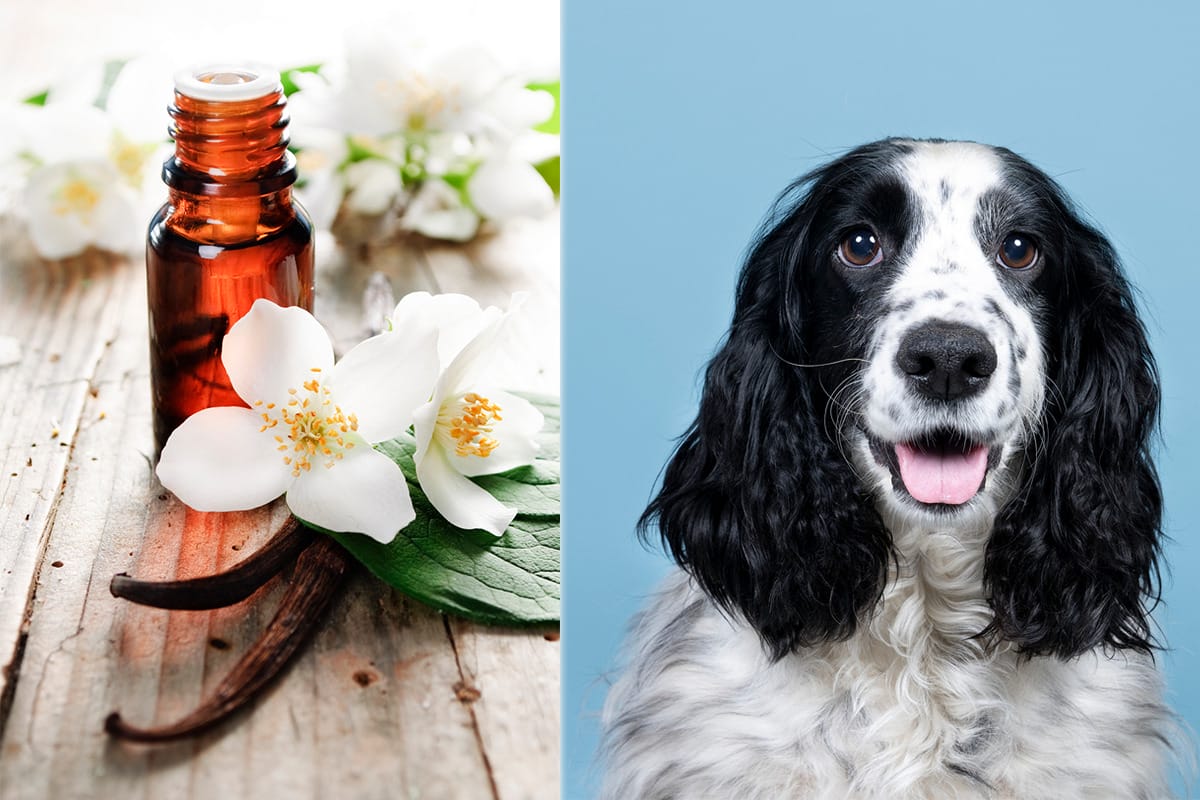 Is Vanilla Essential Oil Safe For Dogs? (Topical / Aromatized)