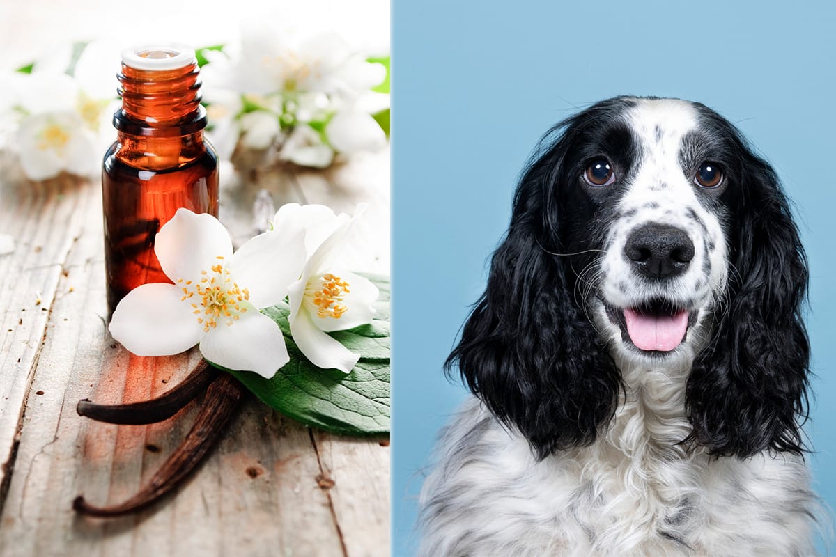 Is Vanilla Essential Oil Safe for Dogs? (Topical / Aromatized)