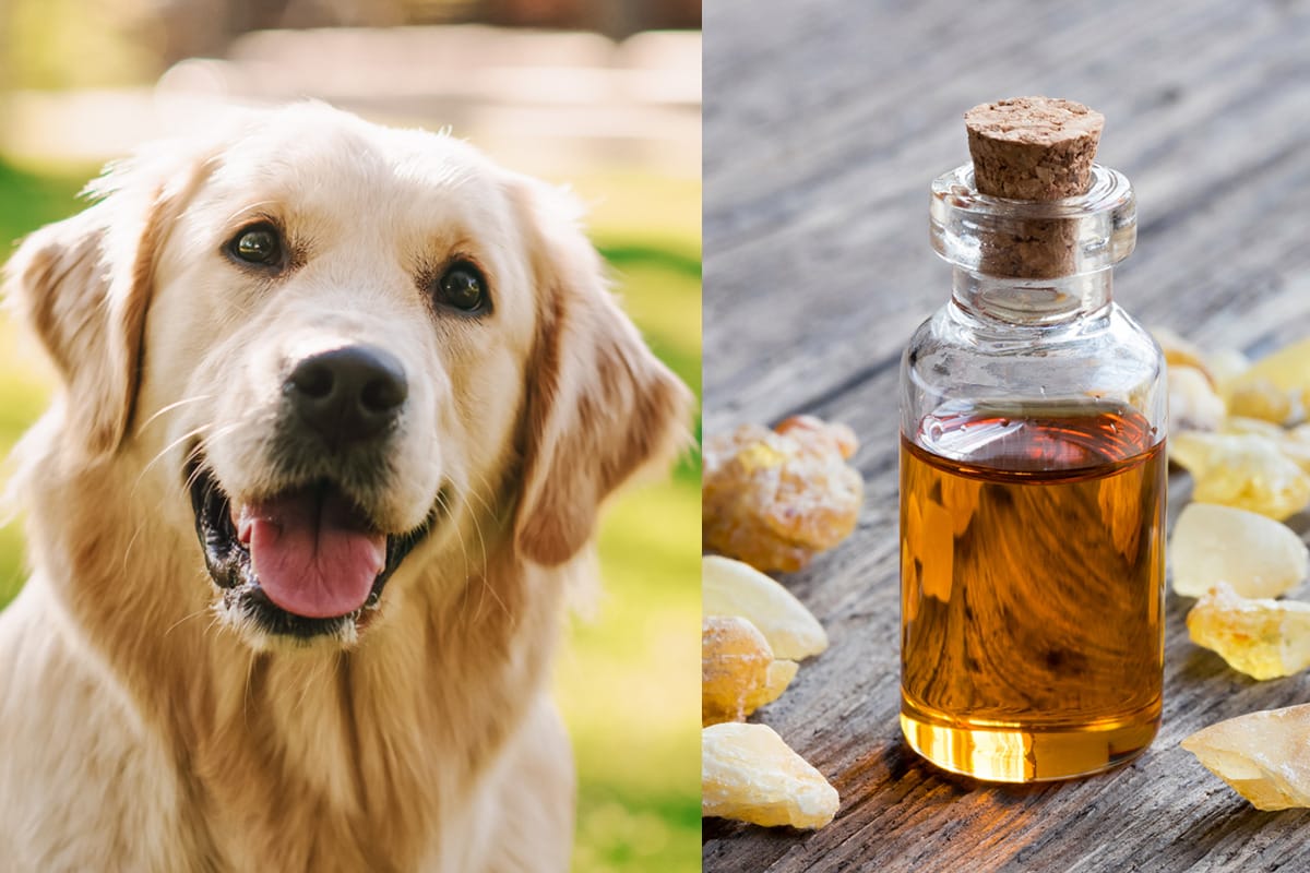 Is Frankincense Essential Oil Safe For Dogs? (Helps With Arthritis / Pain?)