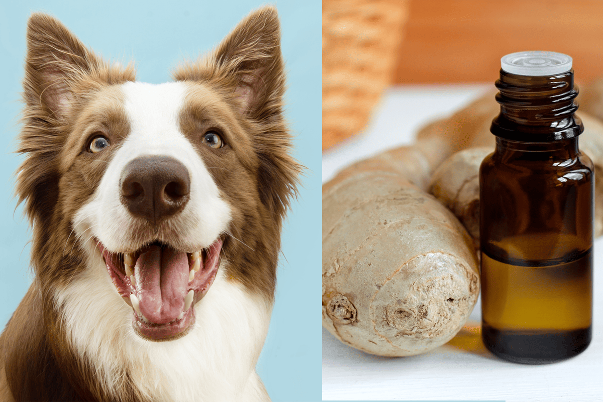 Is Ginger Essential Oil Safe For Dogs? (Topical / Aromatized)