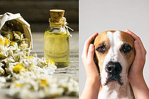 Is Chamomile Essential Oil Safe for Dogs