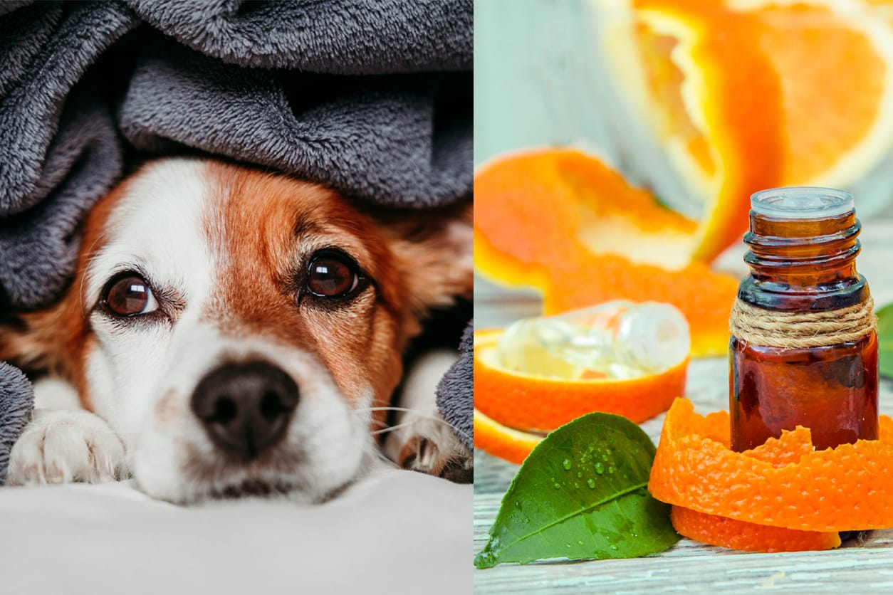Is Sweet Orange Essential Oil Safe for Dogs