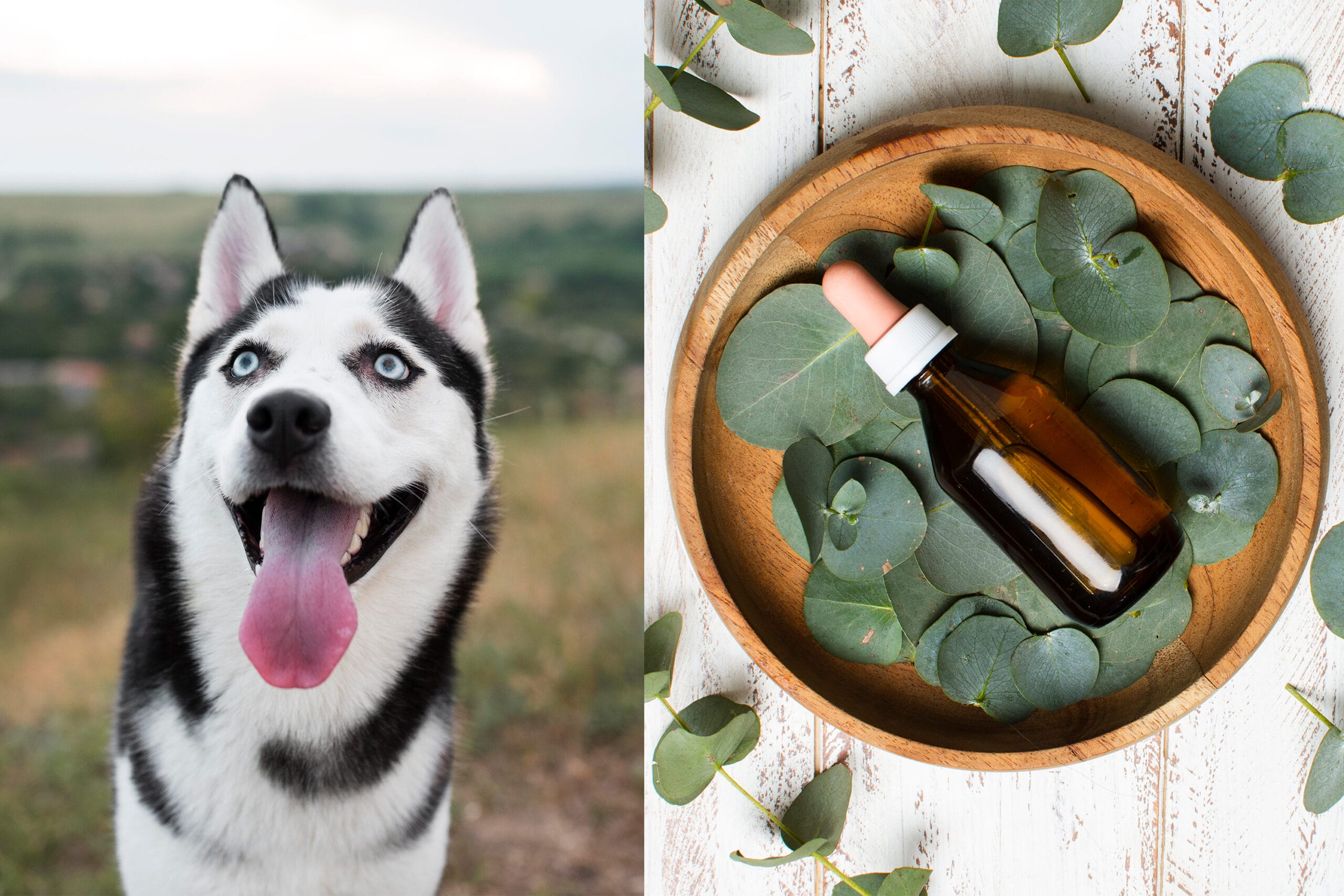 Eucalyptus Oil Is It Safe For Dogs? (Topical / Aromatized)