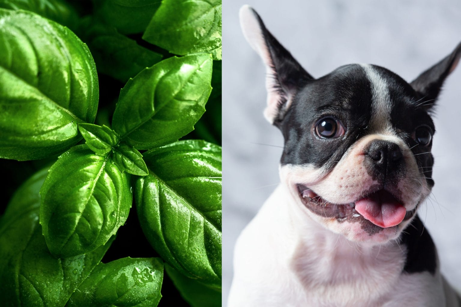 Is Basil Essential Oil Safe for Dogs