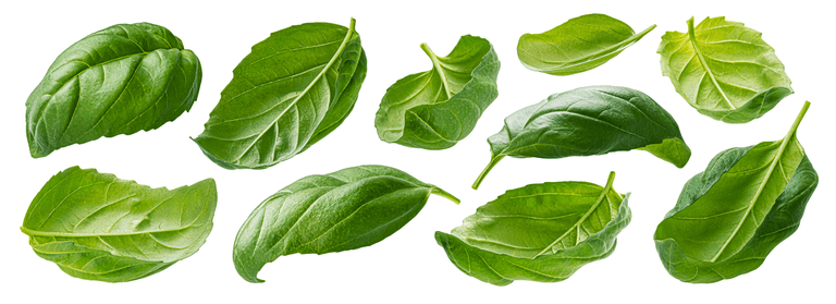 basil leaves