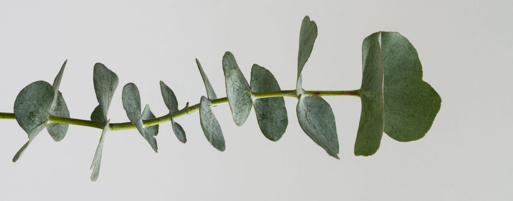 What is Eucalyptus Oil