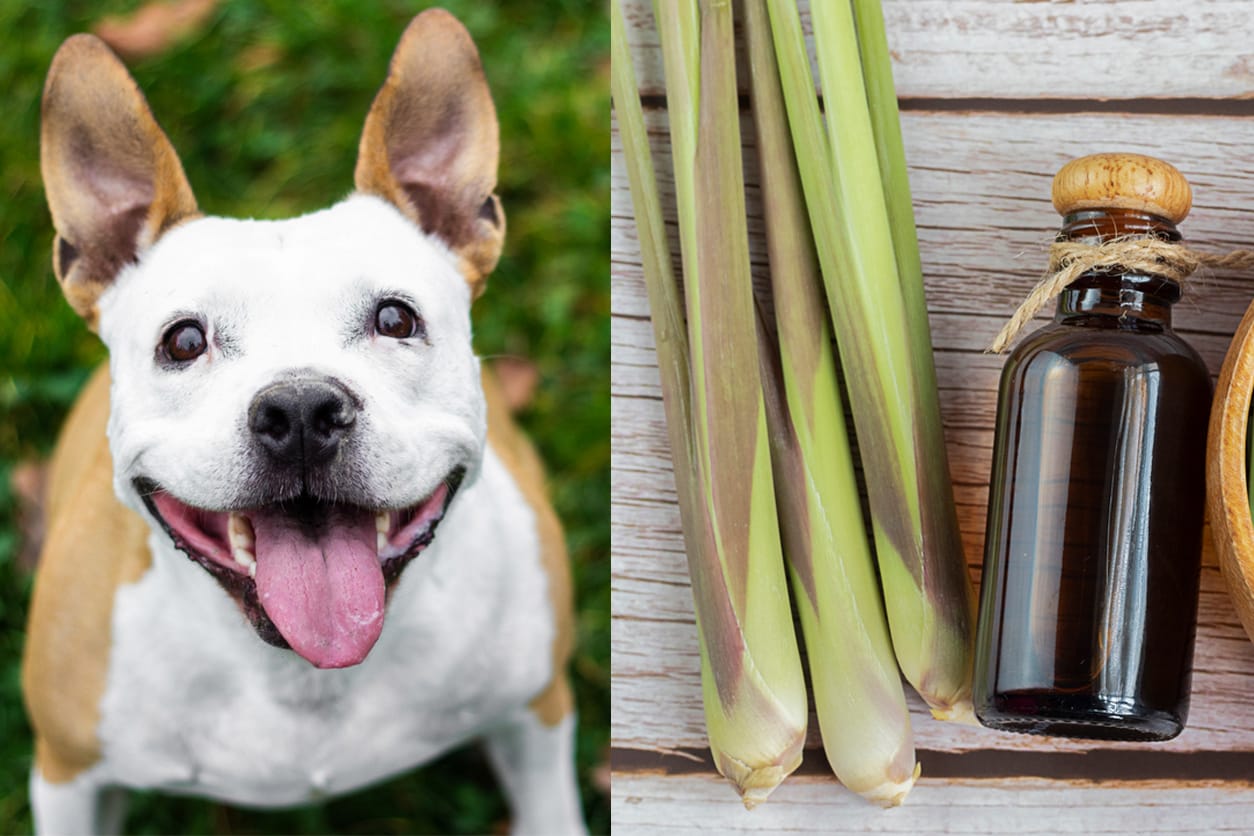 Is Lemongrass Essential Oil Safe for Dogs