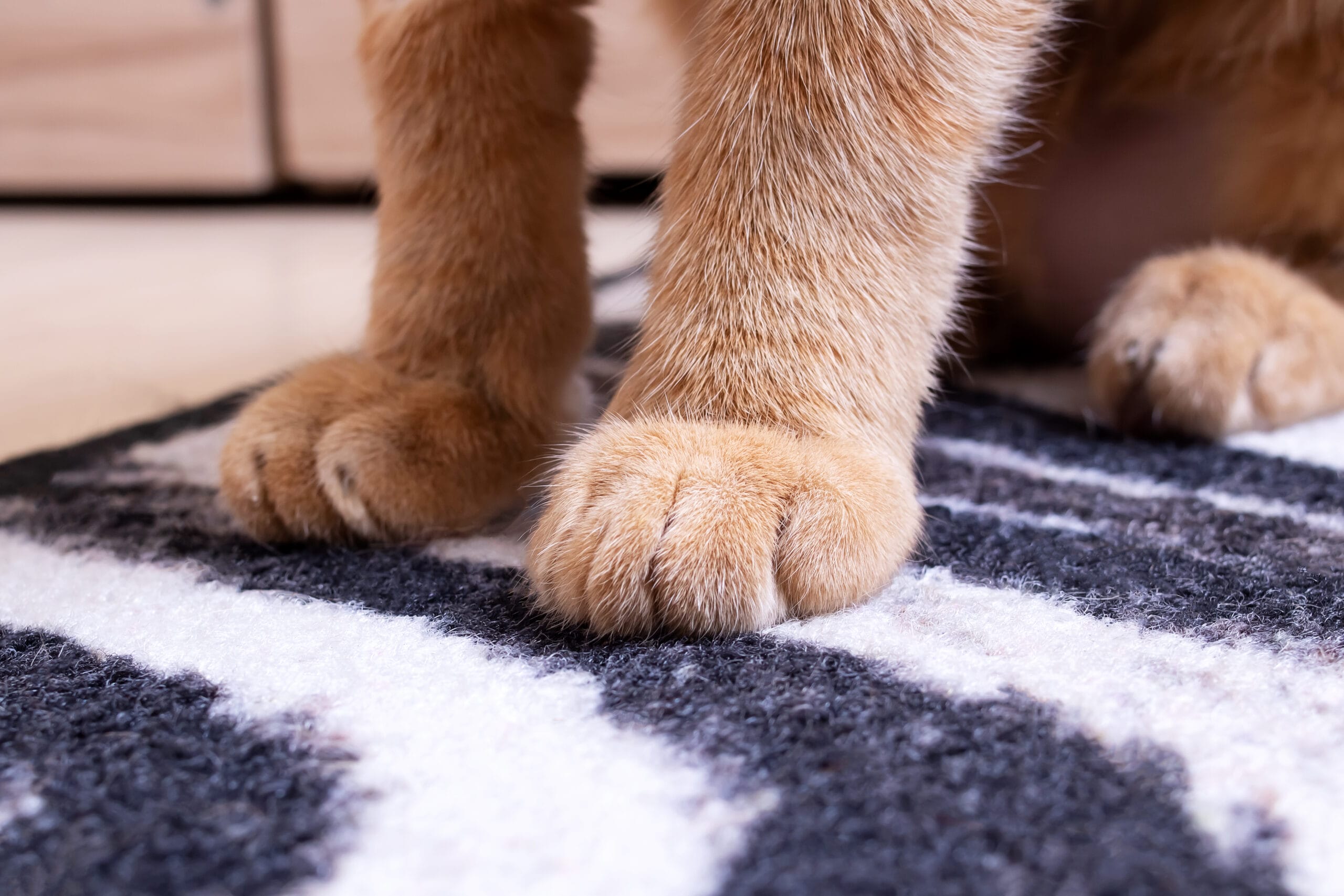 Why Do Dogs Scratch The Carpet? 5 Tips To Stop It