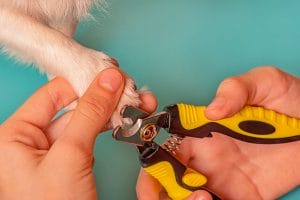 Does Cutting Dogs’ Nails Hurt Them