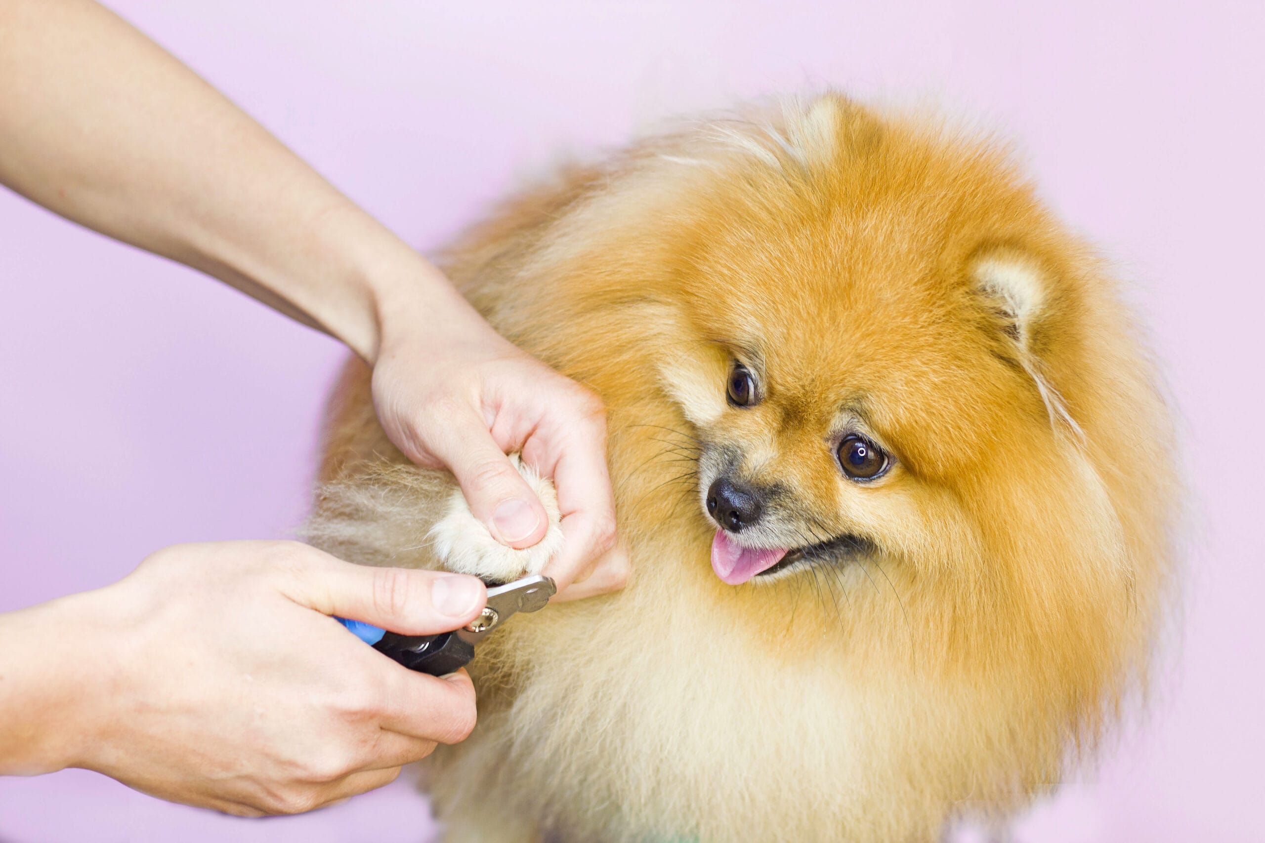 How to Trim a Dog’s Nails That Hates It