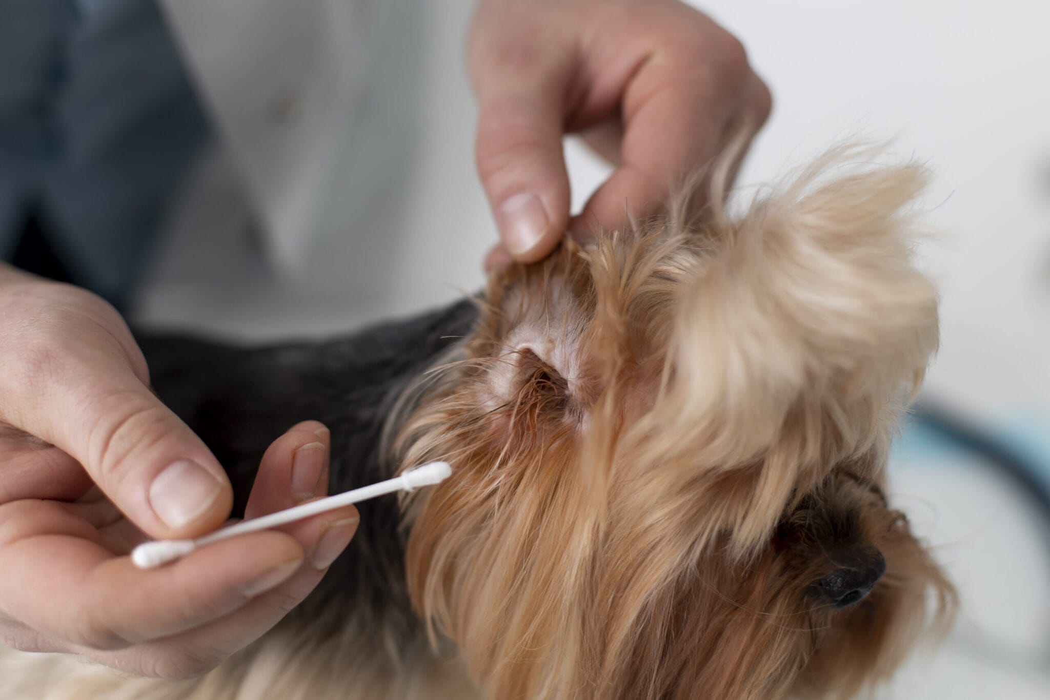 Best Q-tips for Dog Ear-Cleaning