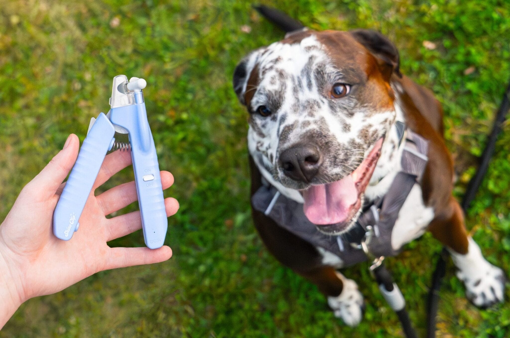 led dog nail clipper