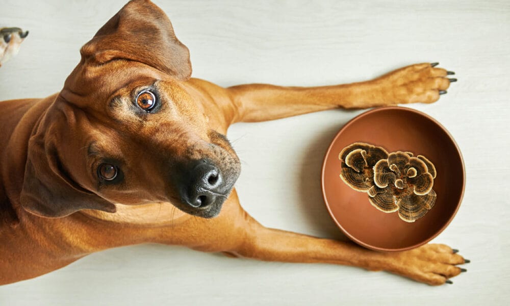 Best turkey tail supplement for dogs