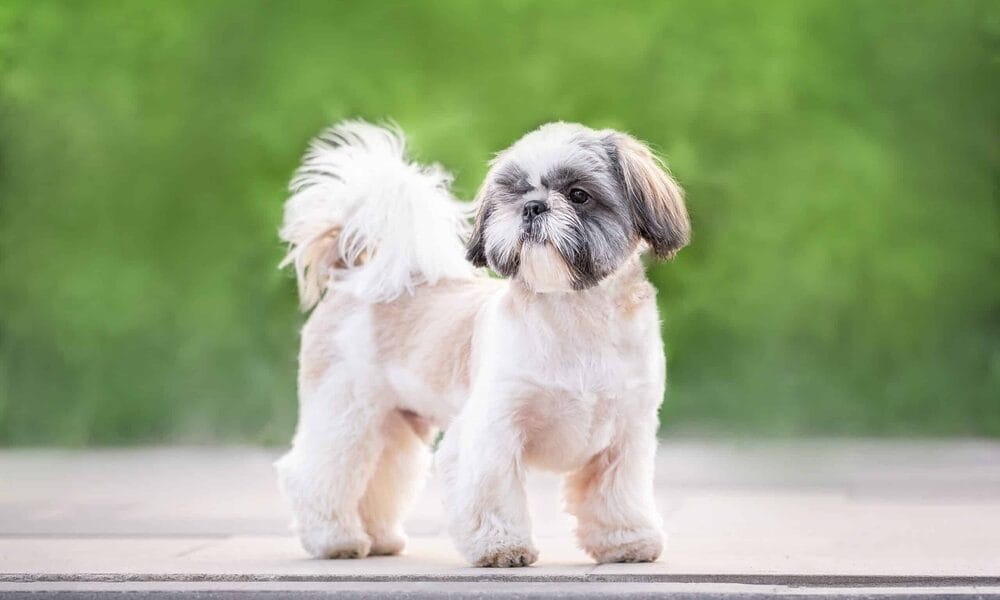 white tip tail dog - Shih Tzu