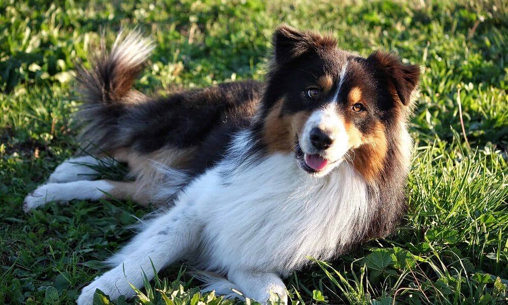 white tip tail dog - Australian Sheperd Dog