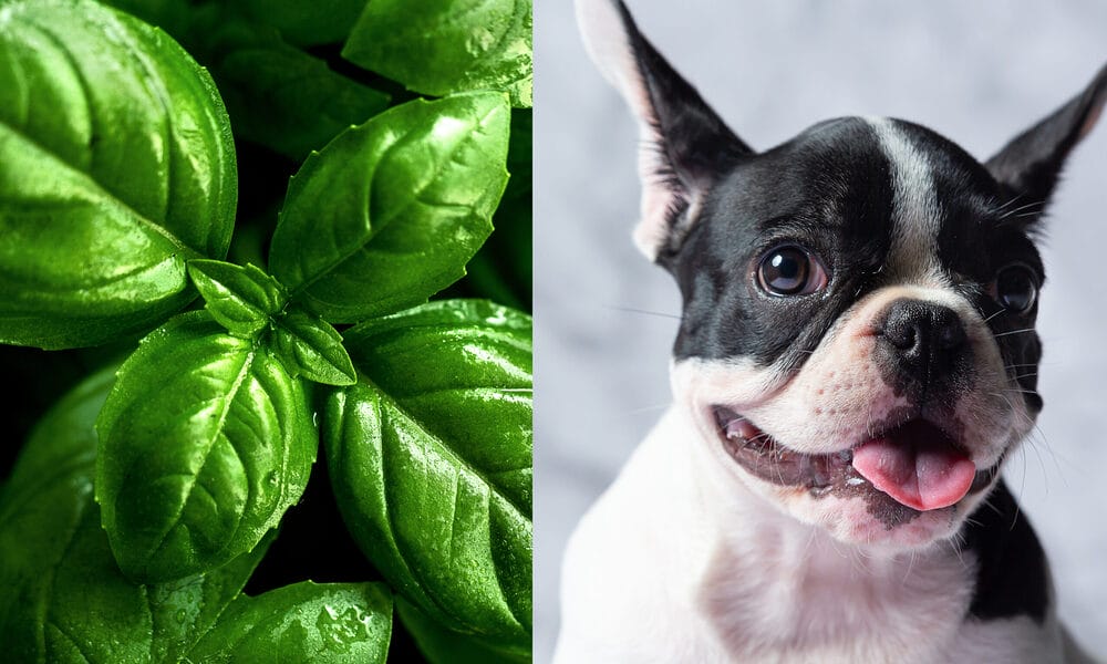 Is Basil Essential Oil Safe for Dogs