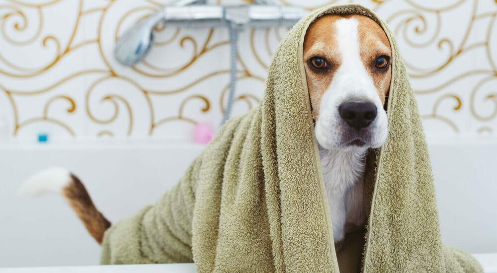 Dry your dog with a towel or blow dryer