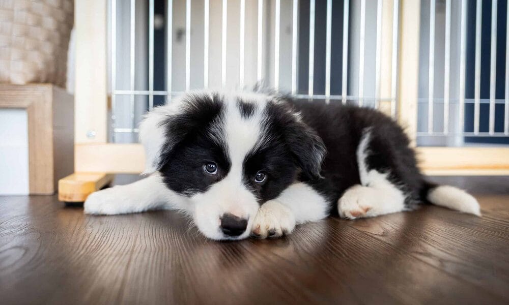 white tip tail dog – Border collie white tip tail dog - Border collie