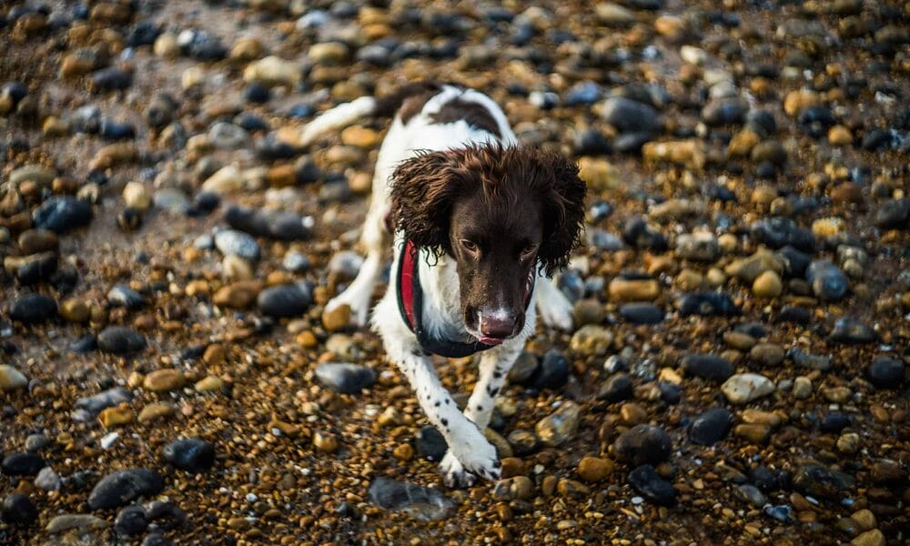 white tip tail dog - English Springer Spaniel